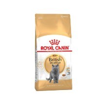 RC BRITISH SHORTHAIR 197